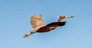 24th Mar 2023 - Tricolored Heron Fly-by!