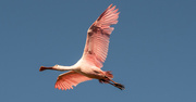 24th Mar 2023 - Roseate Spoonbill Fly-over!
