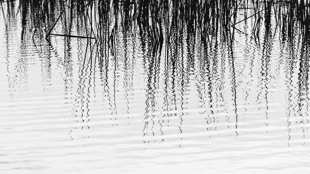 Reed Reflections by nickspicsnz