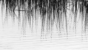 21st Mar 2023 - Reed Reflections