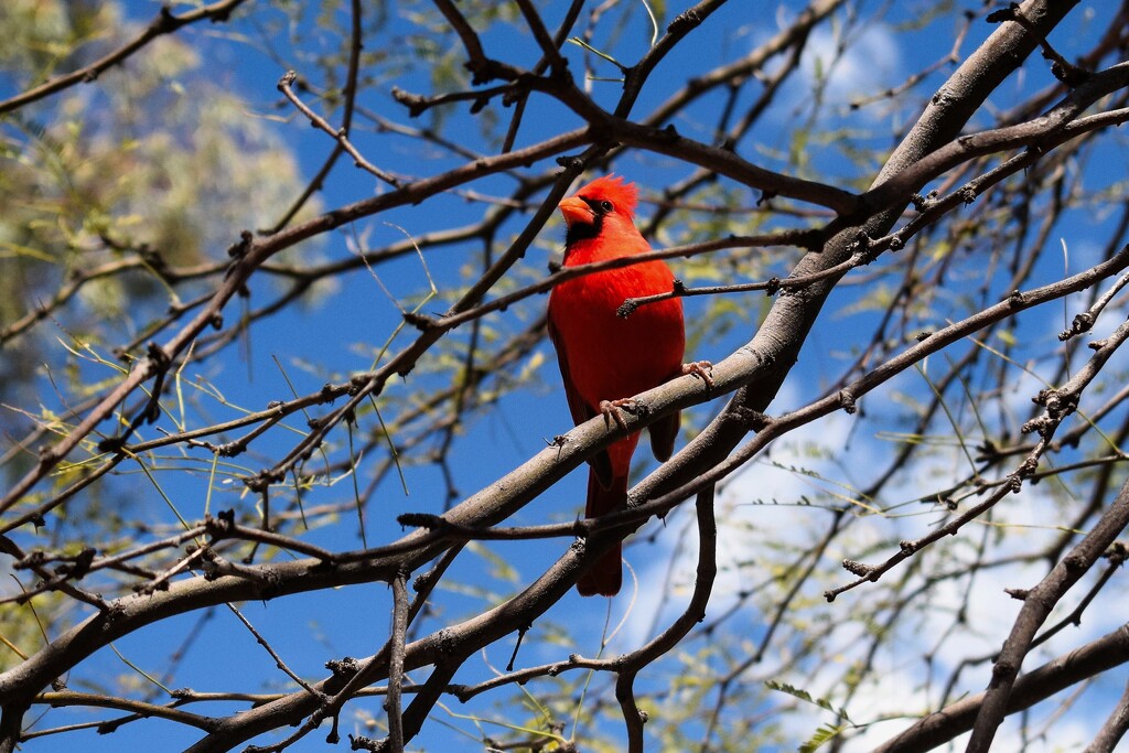 Cardinal by sandlily