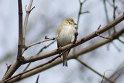 24th Mar 2023 - The Goldfinch 