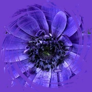 25th Mar 2023 - anemone for today's purple