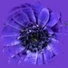 anemone for today's purple