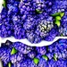 Hyacinths Galore - Rainbow 25 by rensala