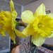 Two daffodils. by grace55