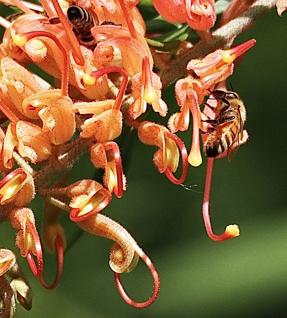 A Grevillea flower and bees by Dawn