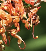 26th Mar 2023 - A Grevillea flower and bees