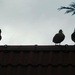 Early morning visitors 1
