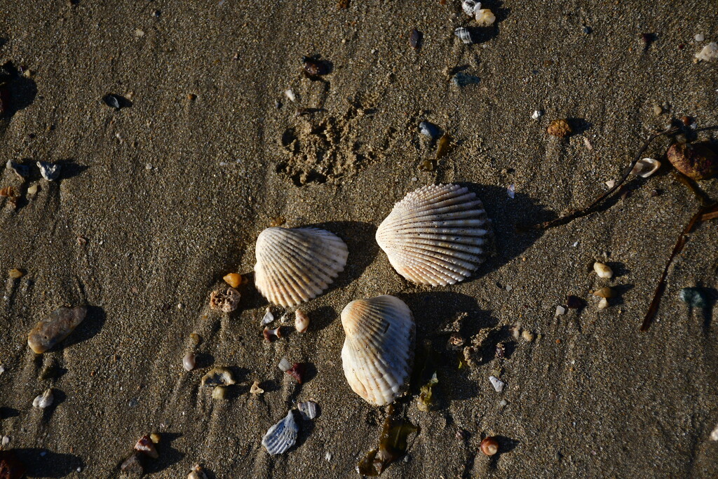Shelly beach by mirroroflife