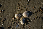 25th Mar 2023 - Shelly beach