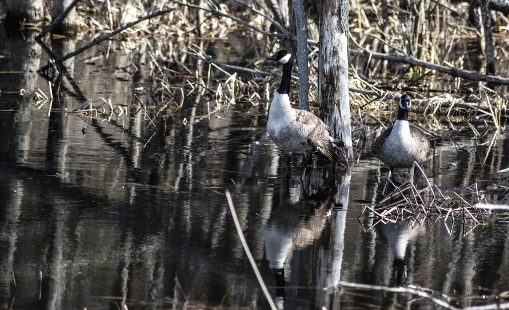 Canada geese by darchibald