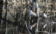 25th Mar 2023 - Canada geese