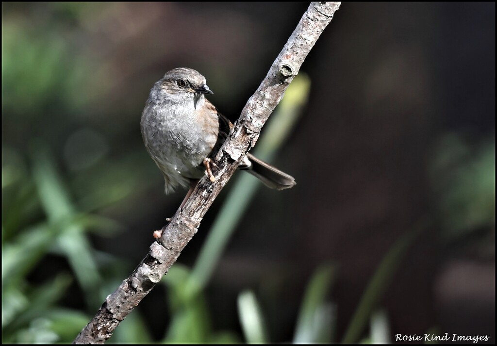 Dear little dunnock by rosiekind