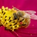 Busily Gathering Golden Flecks Of Pollen P3257381 by merrelyn
