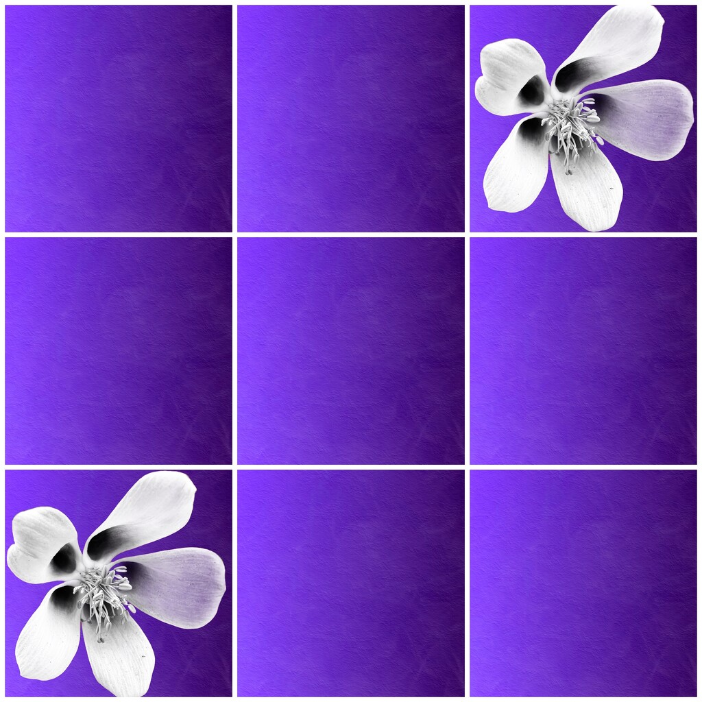 Purple Background by shutterbug49