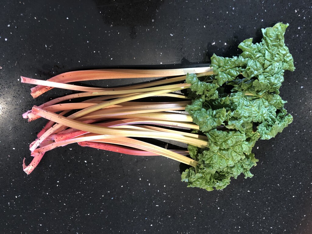 Rhubarb - The First of the Season by susiemc