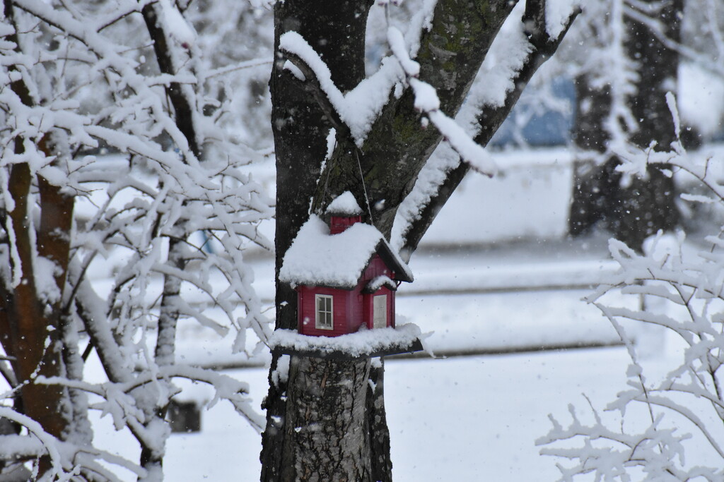 Little Red Bird House by lisab514