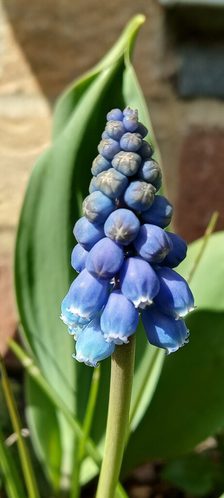The Grape Hyacinth  by 365projectorgjoworboys