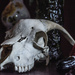 goat skull by darchibald