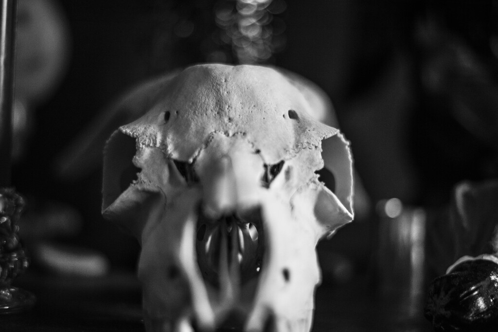 goat skull bw by darchibald