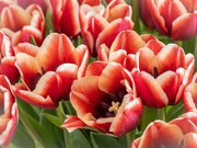 25th Mar 2023 - Tulips