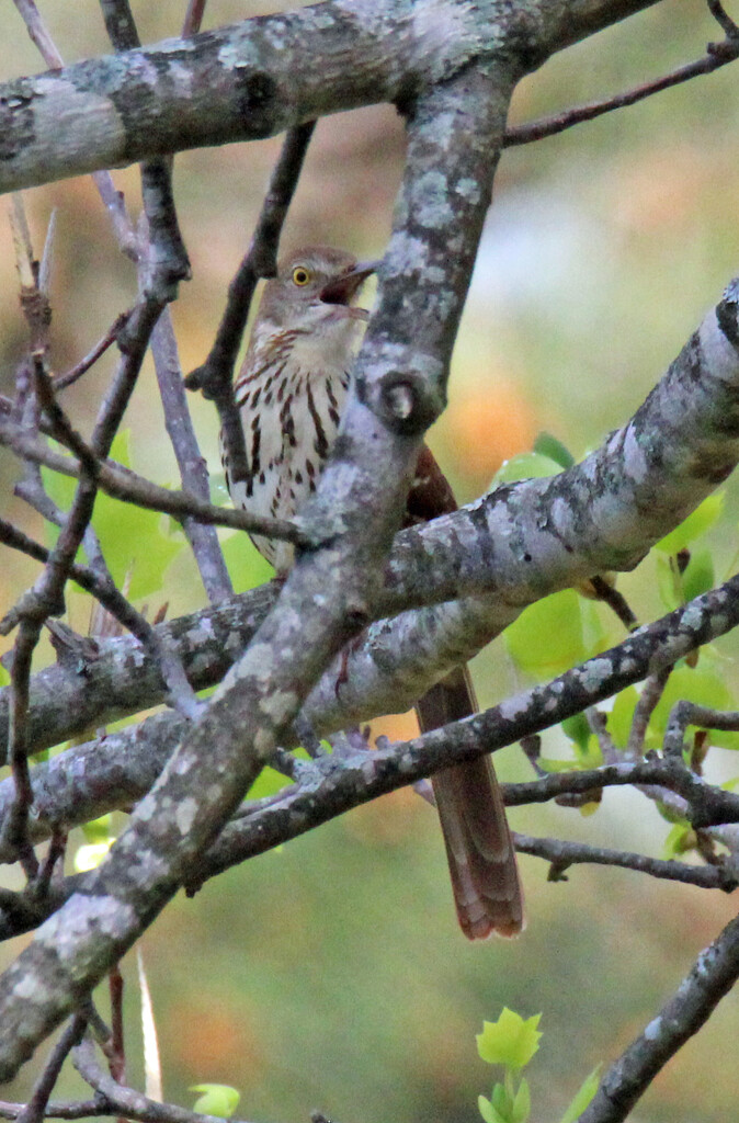 Mar 23 Wood Thrush IMG_2481A by georgegailmcdowellcom