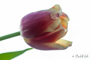 25th Mar 2023 - Tulip