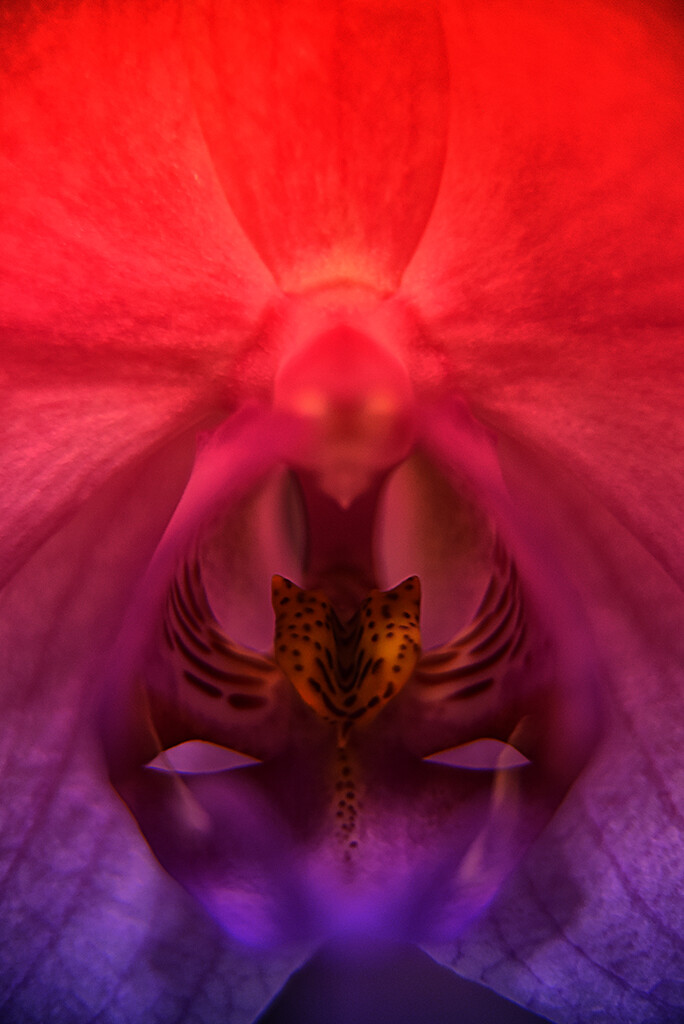 Orchid I by pompadoorphotography