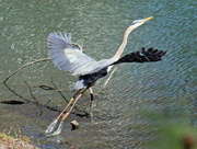 24th Mar 2023 - Mar 24 Blue Heron Taking Flight IMG_2518AA