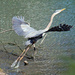 Mar 24 Blue Heron Taking Flight IMG_2518AA by georgegailmcdowellcom