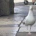 Gull, not bothered by people.