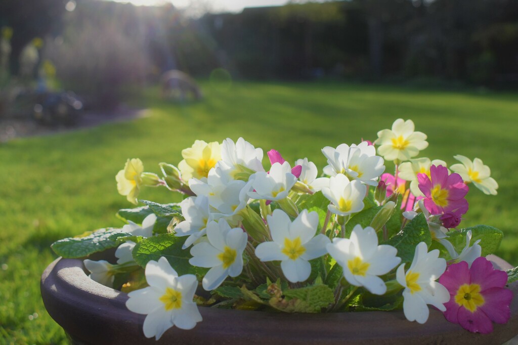 Wild primroses - potted up by anitaw