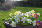 25th Mar 2023 - Wild primroses - potted up