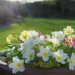 Wild primroses - potted up by anitaw