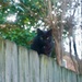 Who Goes There!