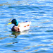 Over-exposed Mallard by stephomy