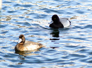 21st Mar 2023 - Greater Scaup Couple