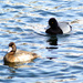 Greater Scaup Couple by stephomy