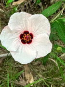 12th Mar 2023 - Not A Hibiscus  