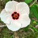 Not A Hibiscus  
