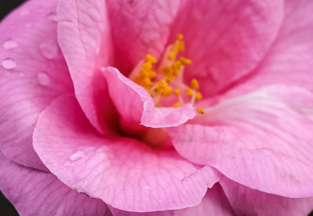 Pink flower with raindrops  by brigette