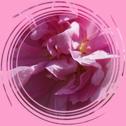 26th Mar 2023 - rose in a pink whirl