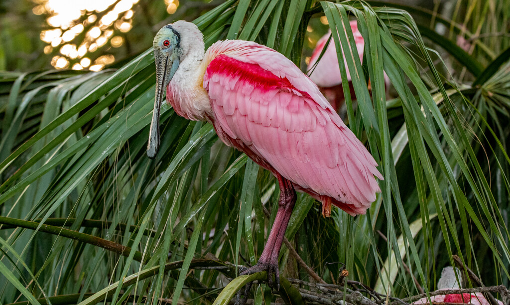 Another Roseate Spoonbill! by rickster549