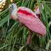 Another Roseate Spoonbill!