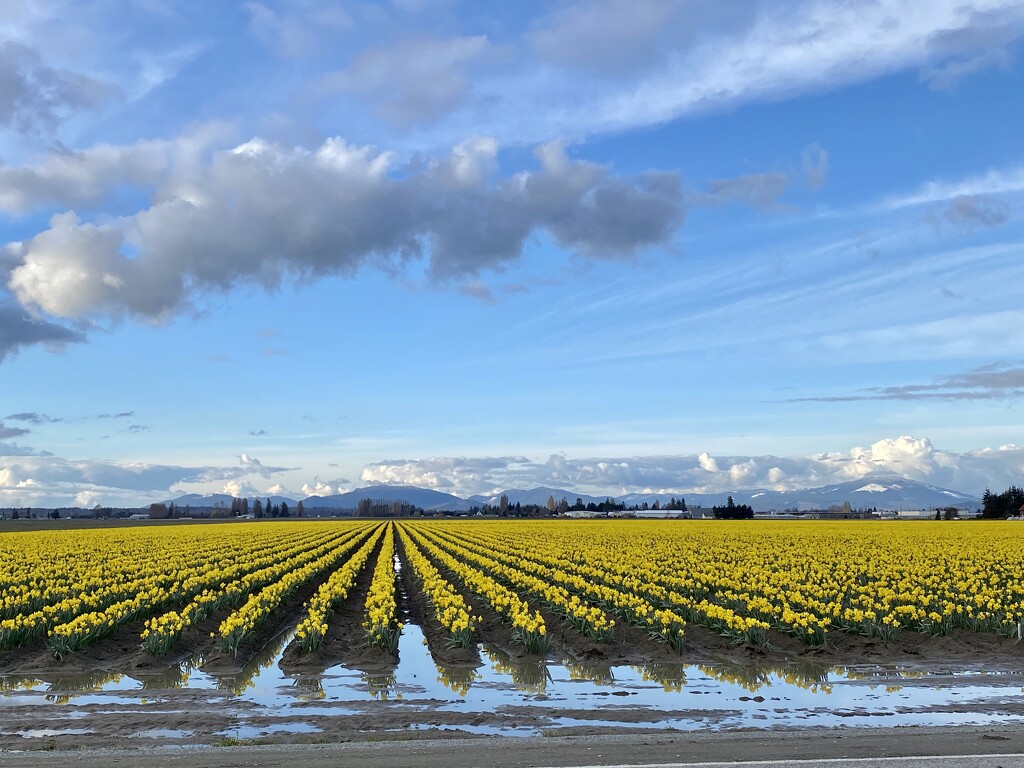 Daffodils in Skagit County by clay88