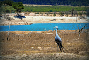 26th Mar 2023 - Our National bird the Blue Crane 