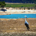 Our National bird the Blue Crane  by ludwigsdiana