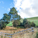 tasmanian countryside