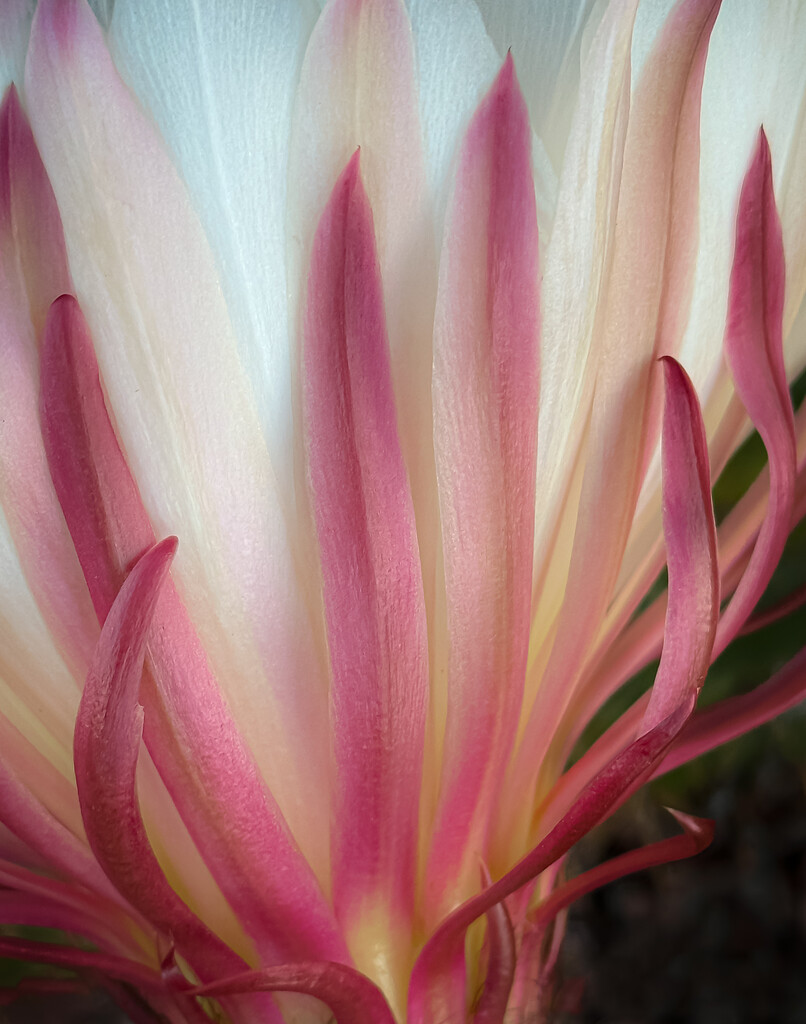 Blooming Cactus by 365projectorgbilllaing